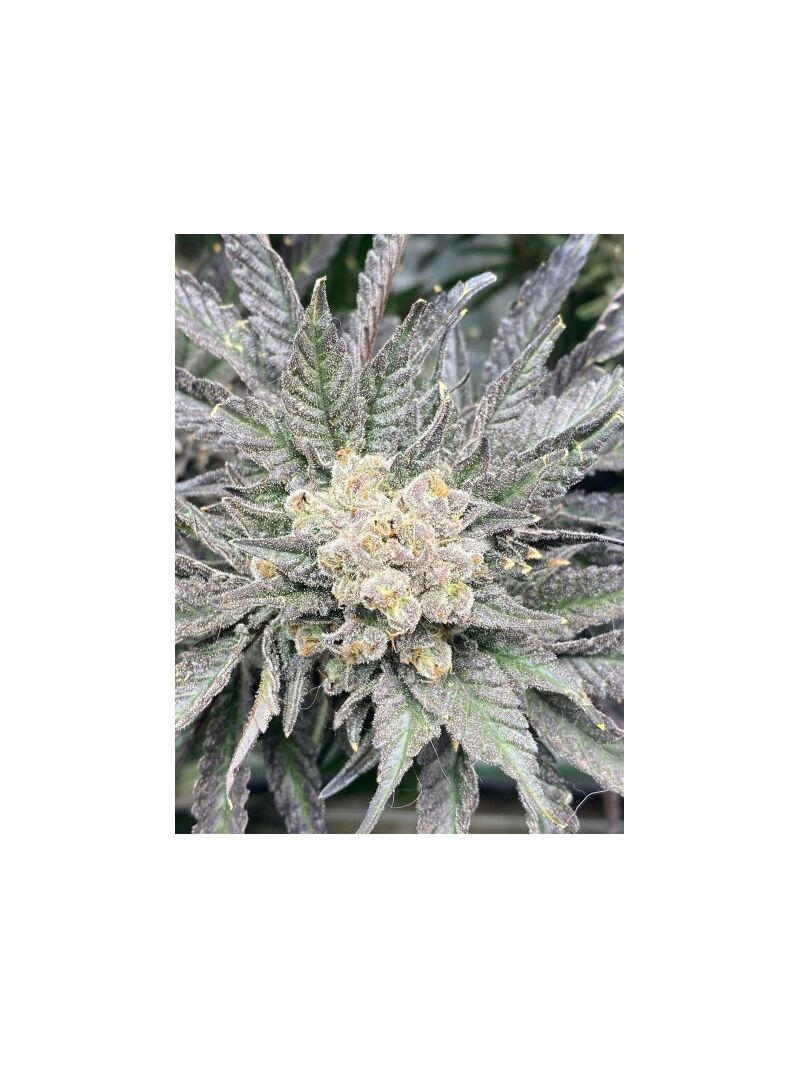 Экспресс Fire OG, Фасовка: 5, изображение 3